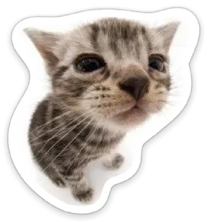😟 мяу, стікер Telegram 14 з 120