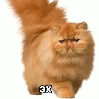 Эх бляя