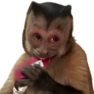 😏 абезяны ¦| @mmmugza, Telegram sticker 13 of 50
