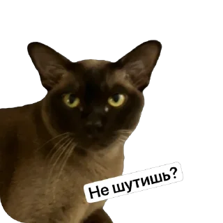 🤨 Арчи, Telegram sticker 7 of 24