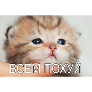 😘 Милые мрази, Telegram sticker 11 of 23
