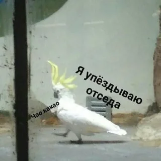 🌟 Мэм, стікер Telegram 11 з 52
