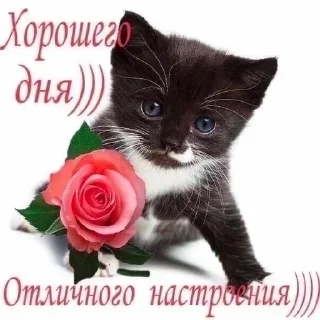 Чих пых
