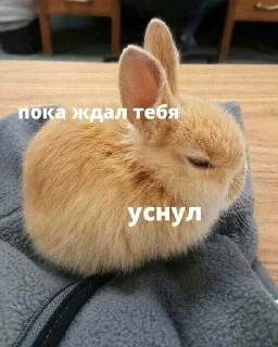 😴 🐰RABBITS🐰 @rabbit_laki, стикер Telegram 18 из 21
