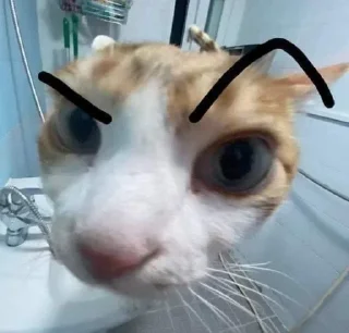 🙄 котятки, стикер Telegram 7 из 31