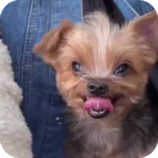 😏 tiktok stikers, стикер Telegram 17 из 64