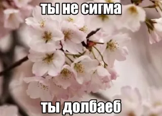 Нямома