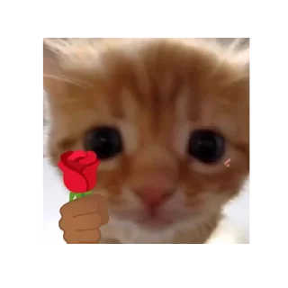 🌹 gatos, стікер Telegram 6 з 51