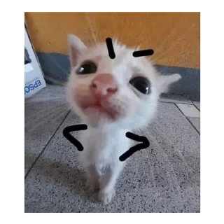😡 gatos, стікер Telegram 17 з 51
