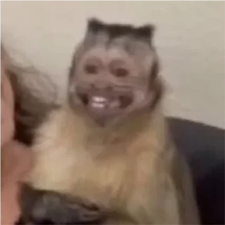 Обезьяны