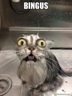 🌟 😂😺мемные котики, Telegram sticker 24 of 46
