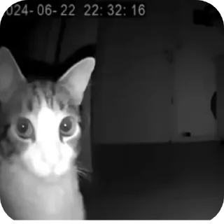 🐱 кот, милый кот, стікер Telegram 6 з 7