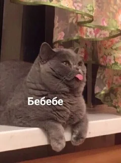 🤪 Стикеры?;), стикер Telegram 8 из 54