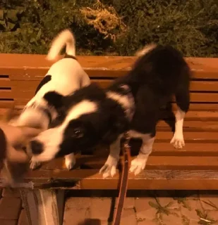 🥺 каору вахуи, стікер Telegram 8 з 19