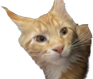 😸 Кот, Telegram sticker 8 of 21