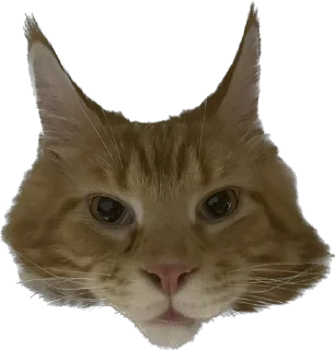 🤨 Кот, Telegram sticker 14 of 21