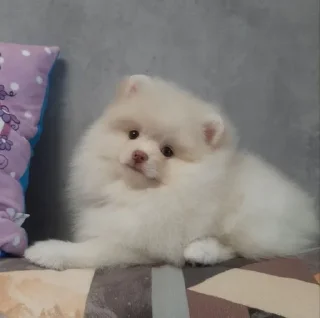Микки