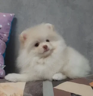 Микки