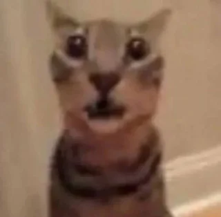 кетики 🐈🐈‍⬛🐈🐈‍⬛🐈🐈‍⬛🐈🐈‍⬛