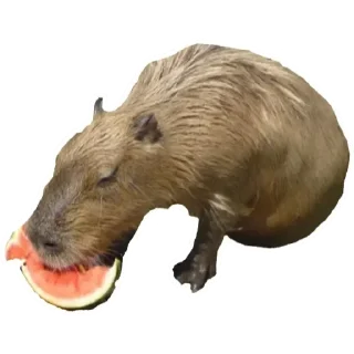 💚 Капибара, sticker Telegram 8 sur 30