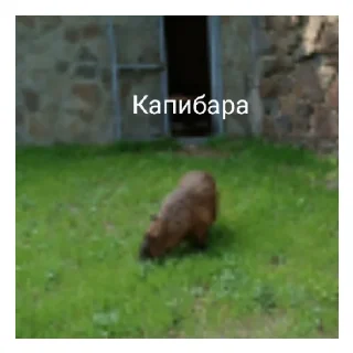 Капибара