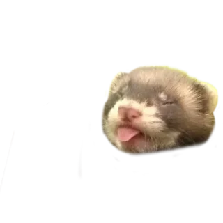 😝 Cute, Telegram sticker 9 of 24
