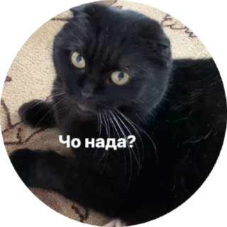 🌟 🦫 Basic Beaver, стикер Telegram 15 из 39