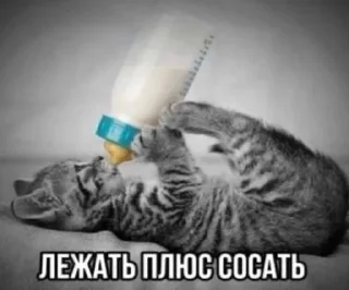 🙂 Гаддэм, стикер Telegram 12 из 30