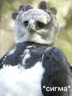 😮‍💨 Гарпия Орёл, Telegram sticker 18 of 21