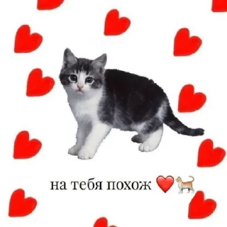 мое