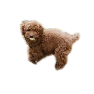 🐶 мое, Telegram sticker 22 of 30