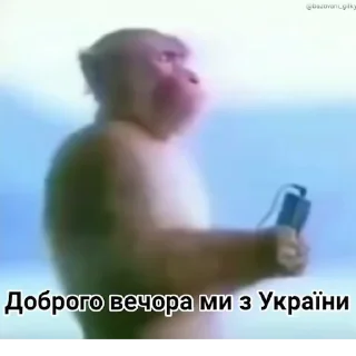 🎵 Мавпи by @bazovani_gifky, Telegram sticker 19 of 33