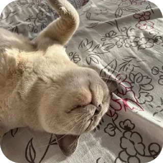 🐱 Тина и луна две крашки🫶, стікер Telegram 23 з 31