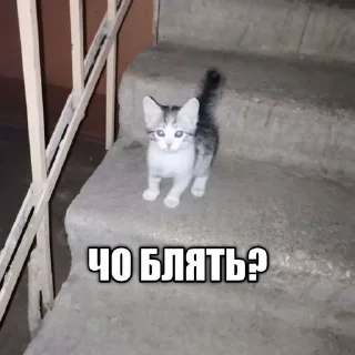 🤨 @sqeay лучший ёж, стикер Telegram 13 из 14