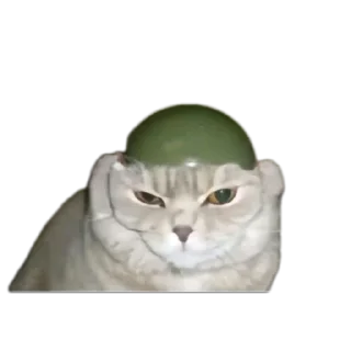 🐱 Какой то Андер ЖО, стикер Telegram 14 из 120