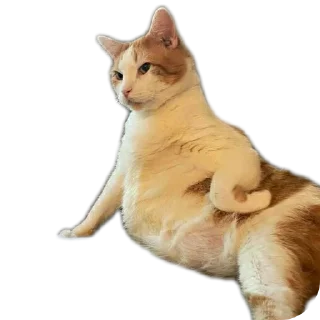 🐱 Какой то Андер ЖО, стикер Telegram 13 из 120