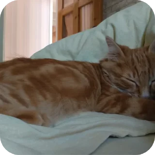 🐱 🪱 асеч, стікер Telegram 15 з 120