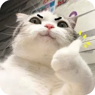 👍 Блатной котяра🂾, sticker Telegram 11 sur 50