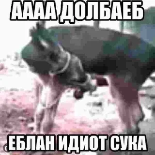 🌟 Геннадий, стікер Telegram 21 з 64