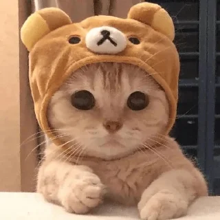 🐻 cats, стикер Telegram 10 из 115