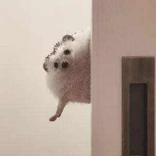 🦔 Ёжики🤩, Telegram sticker 10 of 32