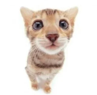 😨 Котейки(@Gos_Aye), стікер Telegram 19 з 88