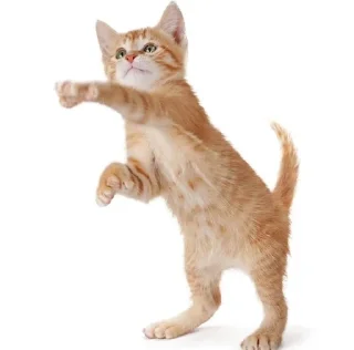 😊 Котейки(@Gos_Aye), стікер Telegram 21 з 88