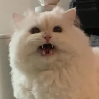 모리ᴄᴀᴛ | @CutieStickers