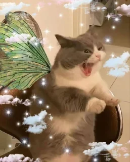 Fairy kitty