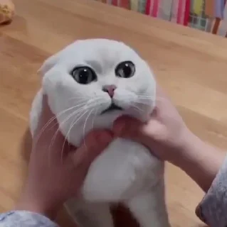 😳 cats, стикер Telegram 6 из 86
