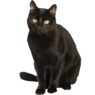 🐈‍⬛️ Cats 2, sticker Telegram 17 sur 19