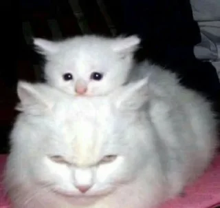 😡 cats, стикер Telegram 7 из 86
