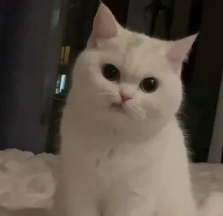 🤨 cats, стикер Telegram 20 из 86