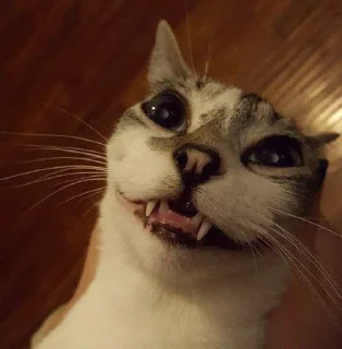 😻 cats, стикер Telegram 10 из 86